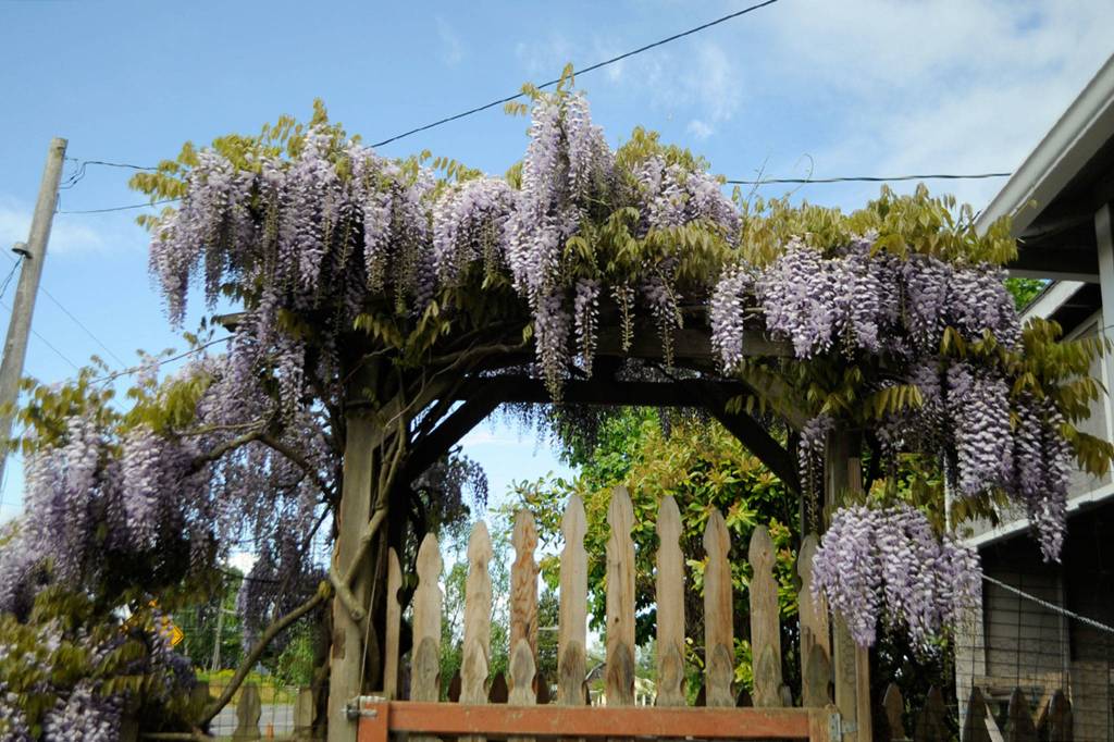 Rick and LeeAnn Nolan constructed an arbor to keep their wisteria from stretching onto their home. Sequim Gazette photo by Matthew Nash