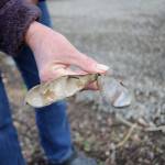 Seed pods from wisteria can be toxic to pets, so LeeAnn Nolan warns pet owners to be cautious.