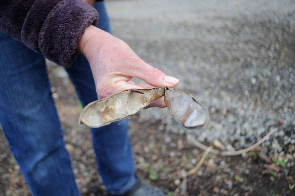 Seed pods from wisteria can be toxic to pets, so LeeAnn Nolan warns pet owners to be cautious.