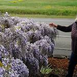 Sequim Gazette photos by Matthew Nash