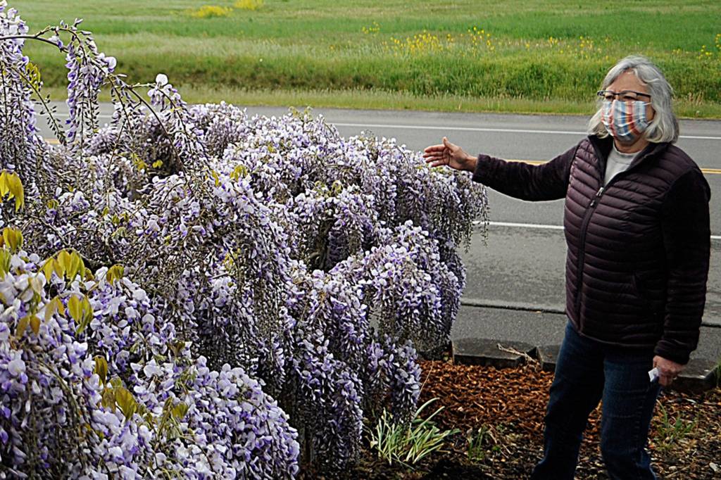 Sequim Gazette photos by Matthew Nash