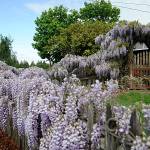 Sequim Gazette photos by Matthew Nash