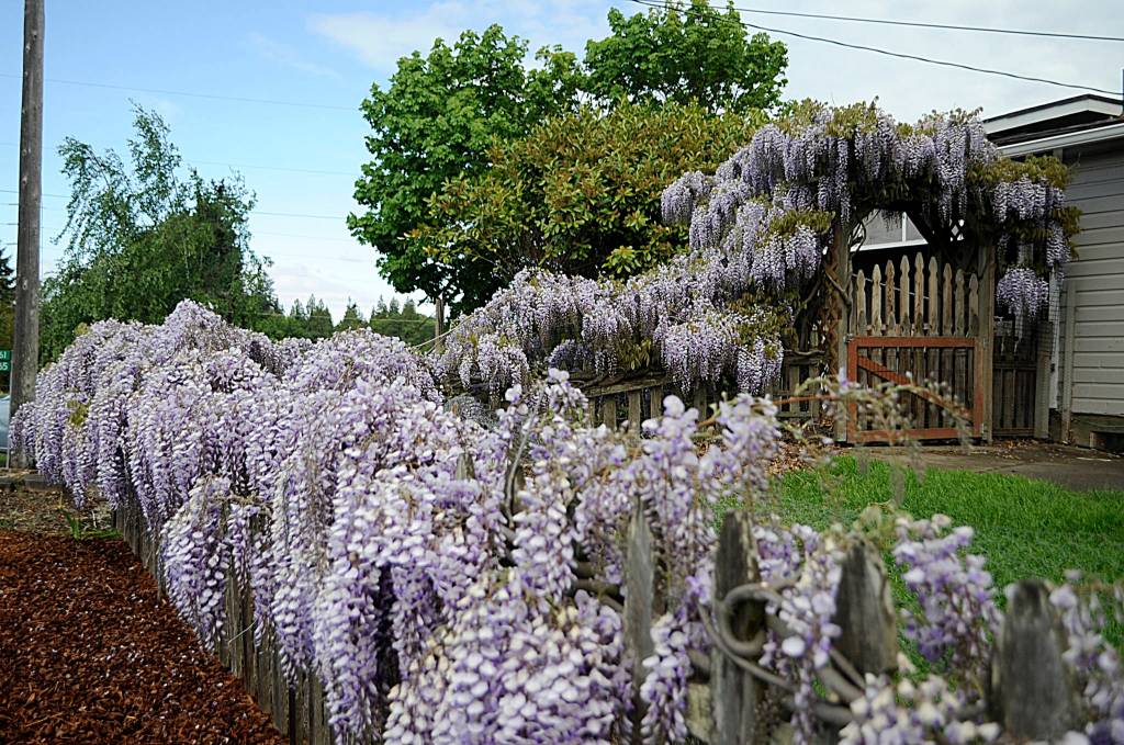 Sequim Gazette photos by Matthew Nash