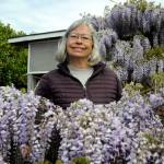 LeeAnn Nolan said her wisteria, nicknamed Medusa, has become an attraction for people with many stopping by to snap photos while its in bloom.
