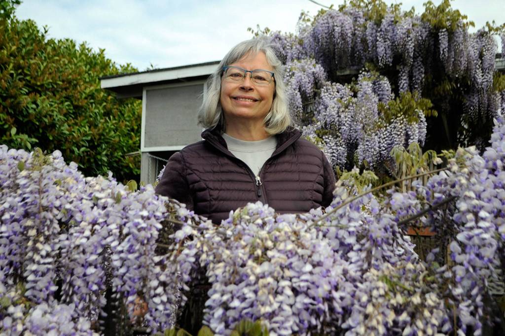 LeeAnn Nolan said her wisteria, nicknamed Medusa, has become an attraction for people with many stopping by to snap photos while its in bloom.