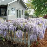 Sequim Gazette photos by Matthew Nash