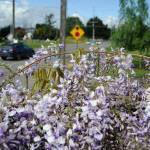 For about 20 years, the wisteria at Rick and LeeAnn Nolans house has grown along the fence line on Old Olympic Highway becoming an attraction for motorists. Sequim Gazette photo by Matthew Nash