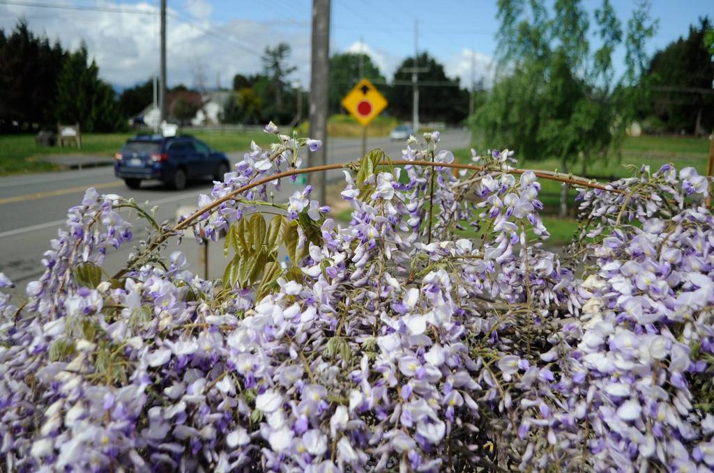 For about 20 years, the wisteria at Rick and LeeAnn Nolans house has grown along the fence line on Old Olympic Highway becoming an attraction for motorists. Sequim Gazette photo by Matthew Nash