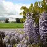 LeeAnn Nolan said she snaps pictures of her wisteria often, including with the Olympic Mountains in the backdrop. Sequim Gazette photo by Matthew Nash