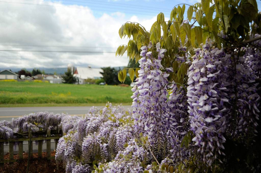 LeeAnn Nolan said she snaps pictures of her wisteria often, including with the Olympic Mountains in the backdrop. Sequim Gazette photo by Matthew Nash