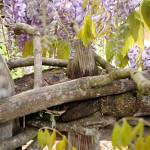 The wisteria at Rick and LeeAnn Nolans home has wrapped around their fence.