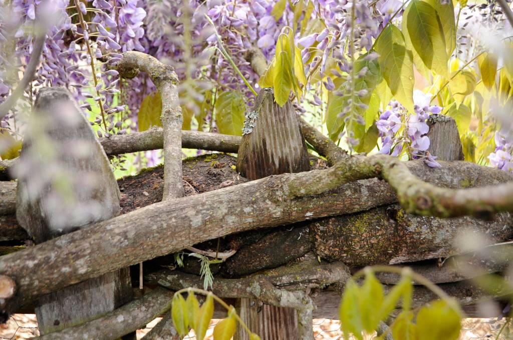 The wisteria at Rick and LeeAnn Nolans home has wrapped around their fence.