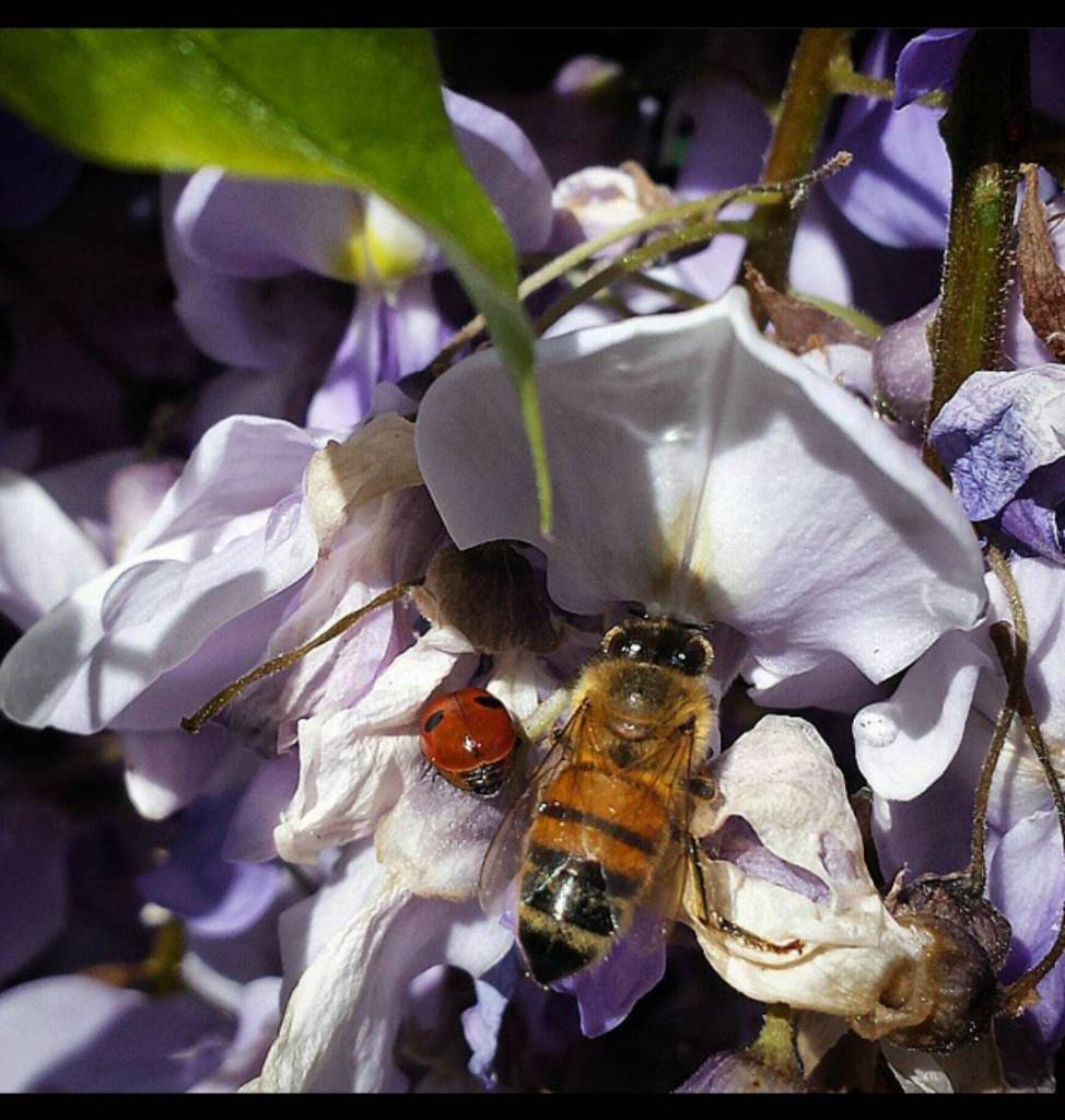 Photo courtesy of LeeAnn Nolan