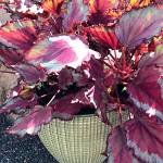 Propagating your begonias by taking 4- or 5-inch cuttings in late summer or early fall. Photo by Susan Kalmar