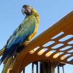 Pancho the parrot, who is often featured on Leo Gooldins YouTube videos, oversees the Tally Ho construction site in Sequim. Photo by Keith Thorpe/Olympic Peninsula News Group