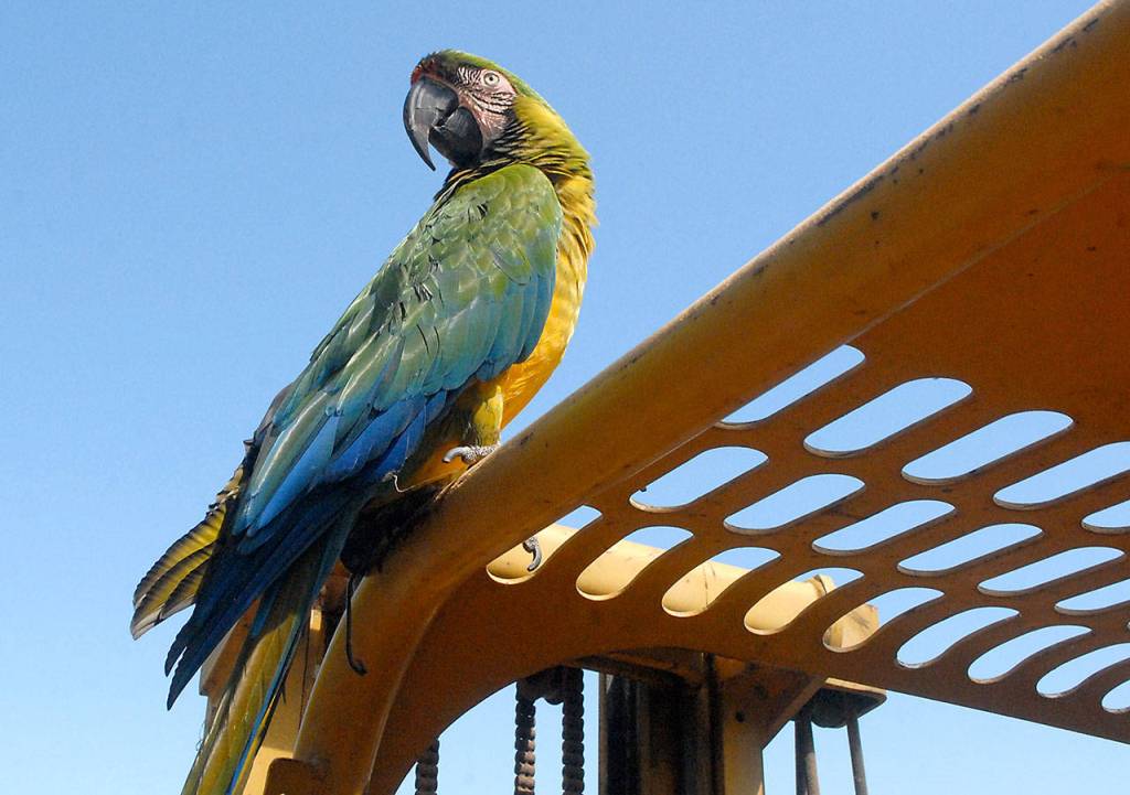 Pancho the parrot, who is often featured on Leo Gooldins YouTube videos, oversees the Tally Ho construction site in Sequim. Photo by Keith Thorpe/Olympic Peninsula News Group