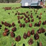 Chicken & Egg owners Margarita and Bill Lee have 126 acres for their chickens to roam. Photos courtesy of Chicken & Egg