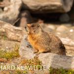 A second, and possibly third yellow-bellied marmot has been spotted in Sequim but how theyve arrived from their native Central/Eastern Washington is unknown. Photographer Richard Klawitter said sightings of the animal in Western Washington is rare. Photo courtesy Richard Klawitter