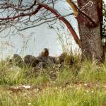 Shanon Dells photo from June 6, 2020, near Washington Harbor shows a yellow-bellied marmot that may provide evidence more than one of the non-native critters has been spotted in the area. They typically live in Central and Eastern Washington and being spotted in Western Washington is rare, local marmot experts say. Photo courtesy of Shanon Dell