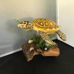 Pacific Wonders by Debbie Cain, a presenting artist at the Blue Whole Gallerys Thank You to the Community exhibit in June. Submitted photo