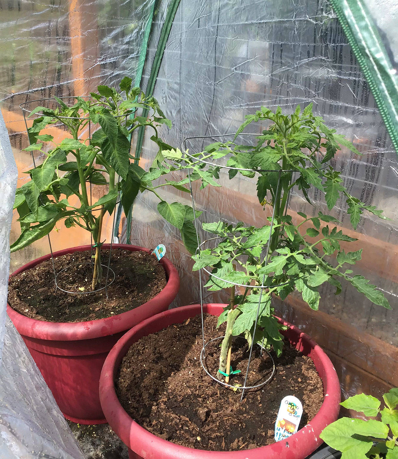 Happy plants produce the best tomatoes, notes Master Gardener volunteer Susan Kalmar. Photo by Sandy Cortez