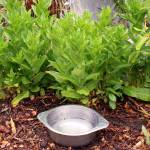 Gardeners are wise to pay attention to how much water their gardens get: Watering to the expected depth of a plants roots also encourages deeper and stronger root growth, both of which make the plant more drought tolerant. Photo by Sandy Cortez