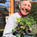 Jeanette Stehr-Green, a veteran Master Gardener and berry enthusiast, will instruct gardeners on growing strawberries via Zoom on Saturday, June 19. Submitted photo