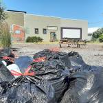 Volunteers bear the heat to gather several large sacks of weeds and garbage from Whimsy Park this past weekend. Sequim Gazette photo by Michael Dashiell