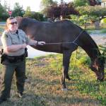 Clallam County Sheriffs deputy Torri Middlekauff helps keep a horse in place with a dog leash on June 21 along North Priest Road. The horse got out of its home and Middlekauff happened to be driving by to stop it. With help from Jessica Conner, a 9-1-1 communications officer, and neighbors Don and Kathie Lundine. Photo courtesy of Don Lundine