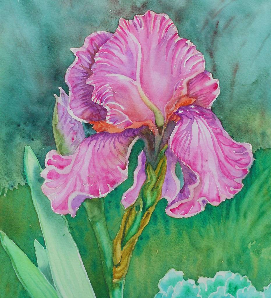 Iris is by Wendy Goldberg, a North Olympic Watercolorists member whose artwork is on display during the July 2 First Friday Art Walk at Wind Rose Cellars, 143 W. Washington St.
