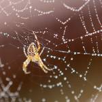 Most spiders, such as this orb weaver, are a boon to any yard or garden and rarely bite. Photo by Sandy Cortez