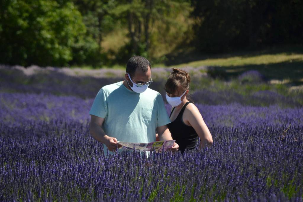Nathan and Kim Daniel of Bremerton look through a Sequim Lavender Weekend program in the lavender fields at Graysmarsh Farm in 2020.