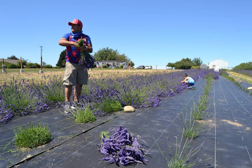 Juan Gonzalez and his son Tomas cut lavender for fresh bundles at the familys Rancho La Morada Lavender & Family Farm last July. It was the first summer the farm opened in Dungeness Sequim Gazette file photo by Matthew Nash