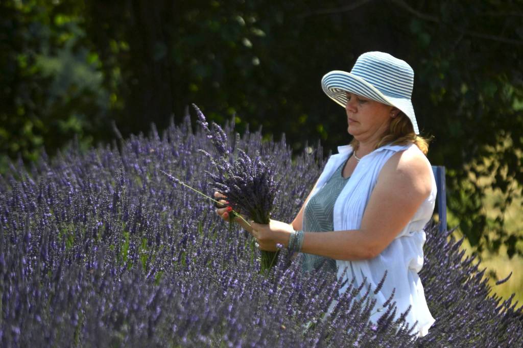 Yana Al of Seattle picks a lavender bundle at Jardin du Solei last Sequim Lavender Weekend saying she comes to the area once a year because she loves lavender. Sequim Gazette file photo by Matthew Nash