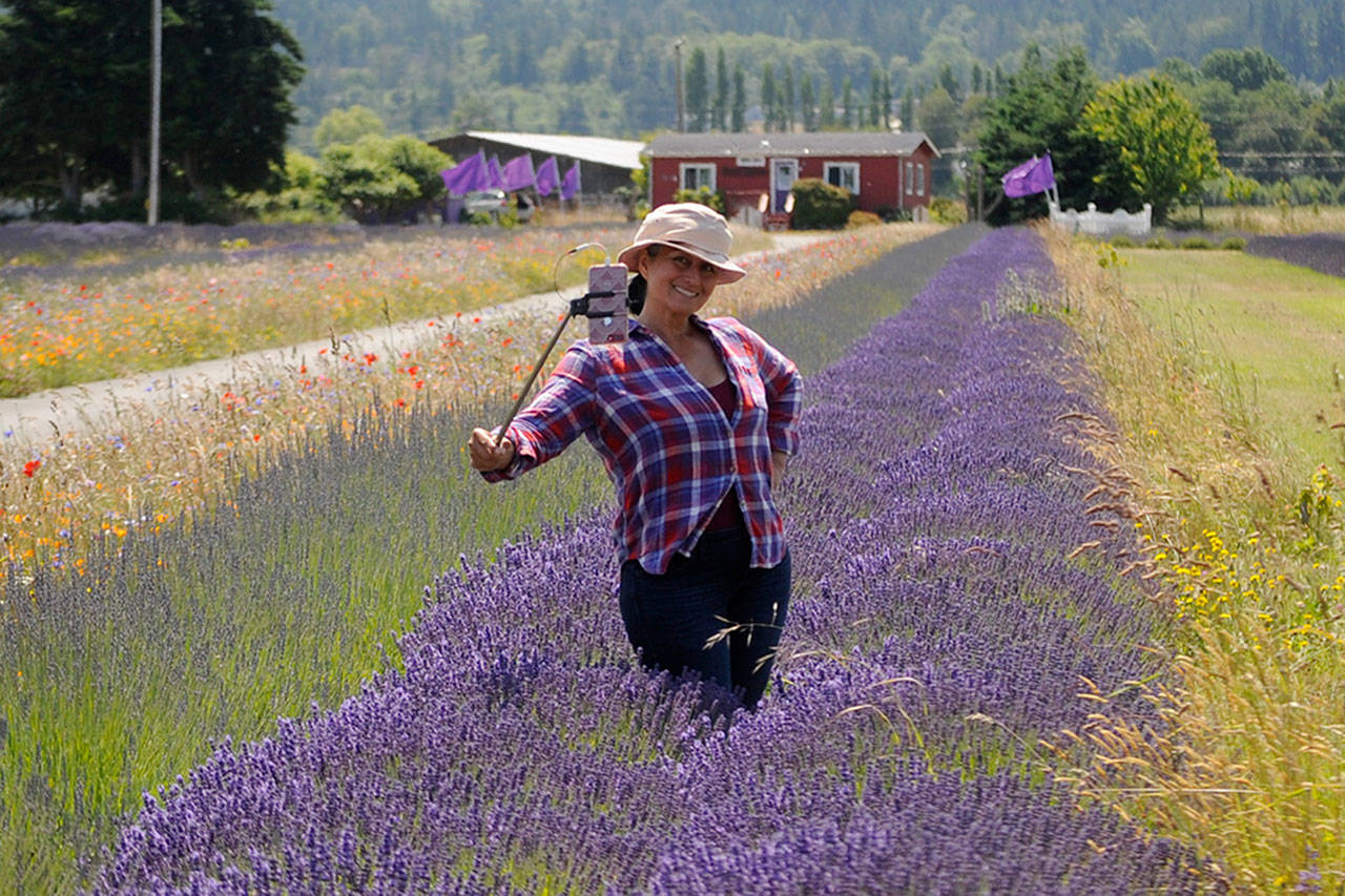 Velia Bobadilla of Illinois stops by Washington Lavender for some photos during her recent road trip. Bobadilla said she went to five lavender farms in one day, and visiting Washington was on her dream list. Sequim Gazette photo by Matthew Nash