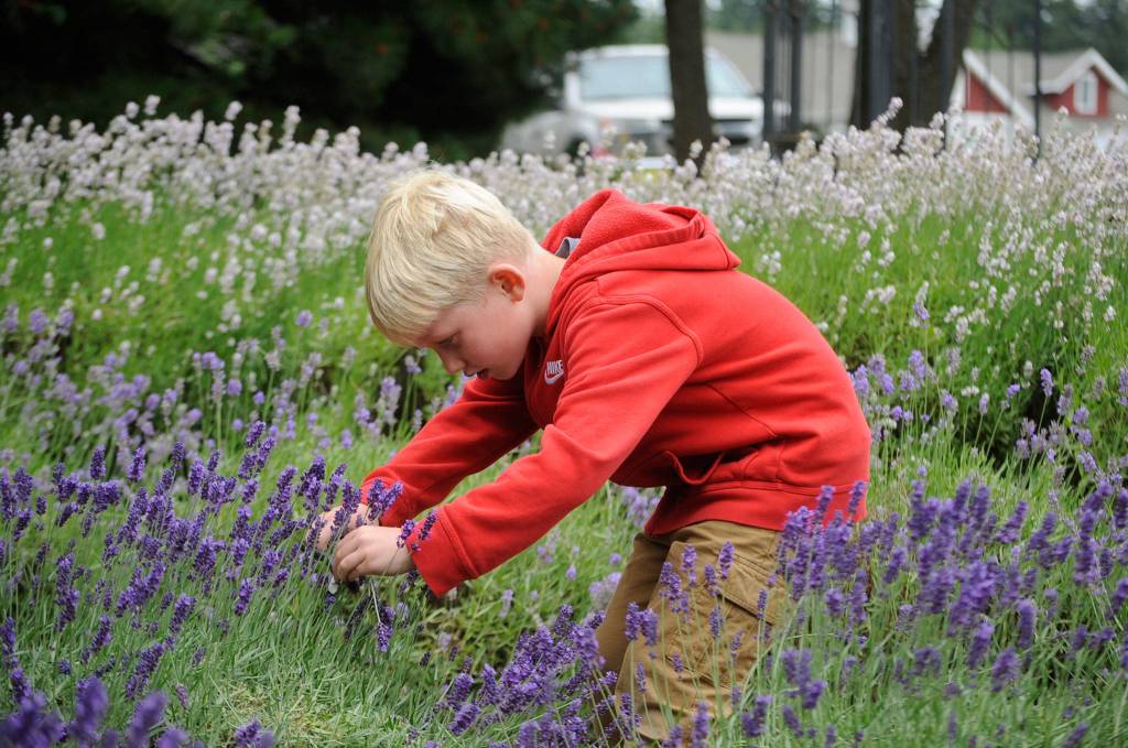 Five-year-old Maverick Austin of Sequim cuts a lavender bouquet with his mom Heidi last week at Purple Haze Lavender Farm. Heidi said they go to lavender farms every year and they were happy be outside enjoying places again.