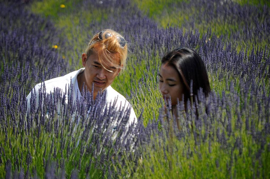 Tuan Pham and Haruka Narutaki of Seattle make a bouquet of lavender together at Washington Lavender last week. The couple said lavender is Harukas favorite and in the summer they try to be outside and enjoy the outdoors more. Sequim Gazette photo by Matthew Nash