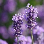 Check out various varieties of lavender in bloom at the Terrace Garden near Carrie Blake Community Park this month. Photo by Leslie A. Wright