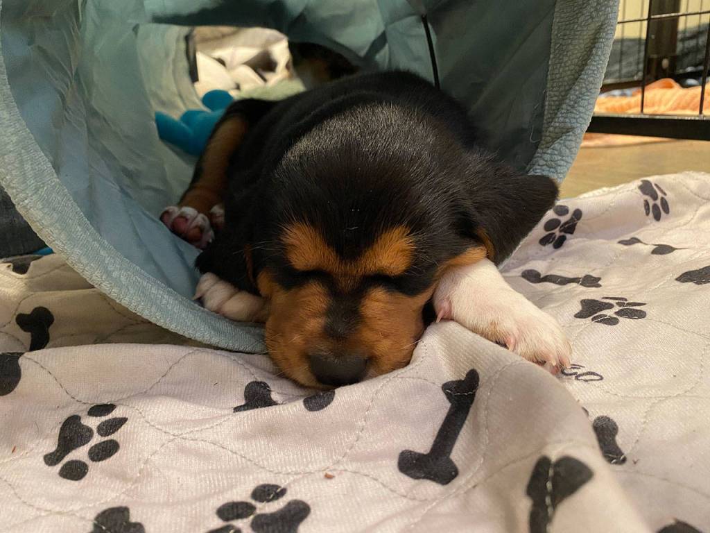 Photo courtesy of Luanne Hinkle/Olympic Peninsula Humane Society