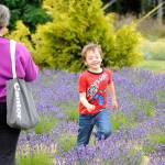 Six-year-old Maddox Morrison of Sequim races through the lavender for a photo by his mom Colleen at Victors Rain Shadow Lavender Farm on July 16. Colleen said it was their first time at the farm and they came to hear music and enjoy the lavender. Sequim Gazette photo by Matthew Nash