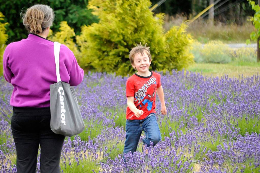 Six-year-old Maddox Morrison of Sequim races through the lavender for a photo by his mom Colleen at Victors Rain Shadow Lavender Farm on July 16. Colleen said it was their first time at the farm and they came to hear music and enjoy the lavender. Sequim Gazette photo by Matthew Nash