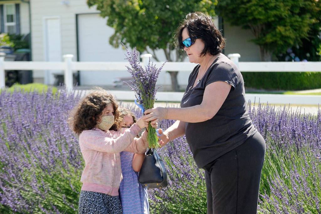 Rebecca Heathcock and her daughters Zendaya and Alicia gather a lavender bouquet at Kitty Bs Lavender Farm on July 18. Rebecca said it was the first lavender farm theyve visited and they chose it because of its name. Sequim Gazette photo by Matthew Nash
