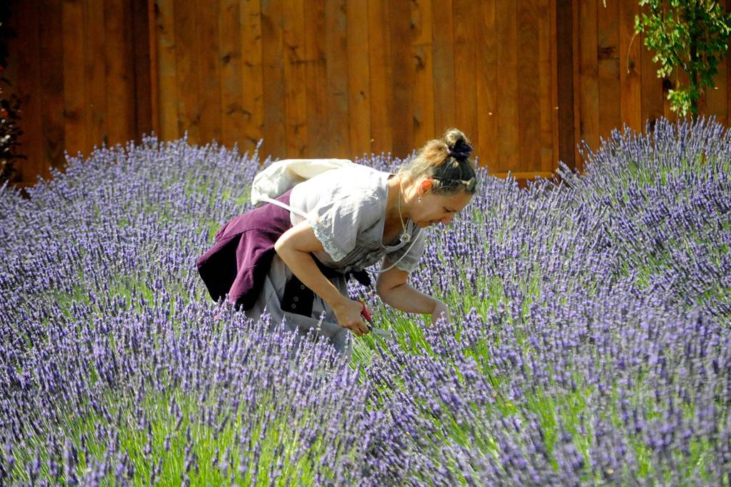 Eva Holme of Port Townsend cuts a lavender bundle at Melis Lavender on July 17 for the first time. Sequim Gazette photo by Matthew Nash