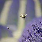 A butterfly and bee travel through the lavender at Graysmarsh Farm on July 17. Sequim Gazette photo by Matthew Nash