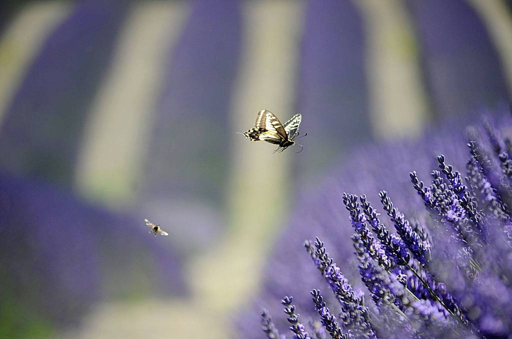 A butterfly and bee travel through the lavender at Graysmarsh Farm on July 17. Sequim Gazette photo by Matthew Nash