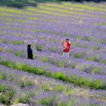 Yuqiao Zhou stands for a photo for her husband John Huyser in the lavender fields of Graysmarsh on July 17. The Lacey couple said it was their first time to lavender farms and it felt like they were in France. Sequim Gazette photo by Matthew Nash