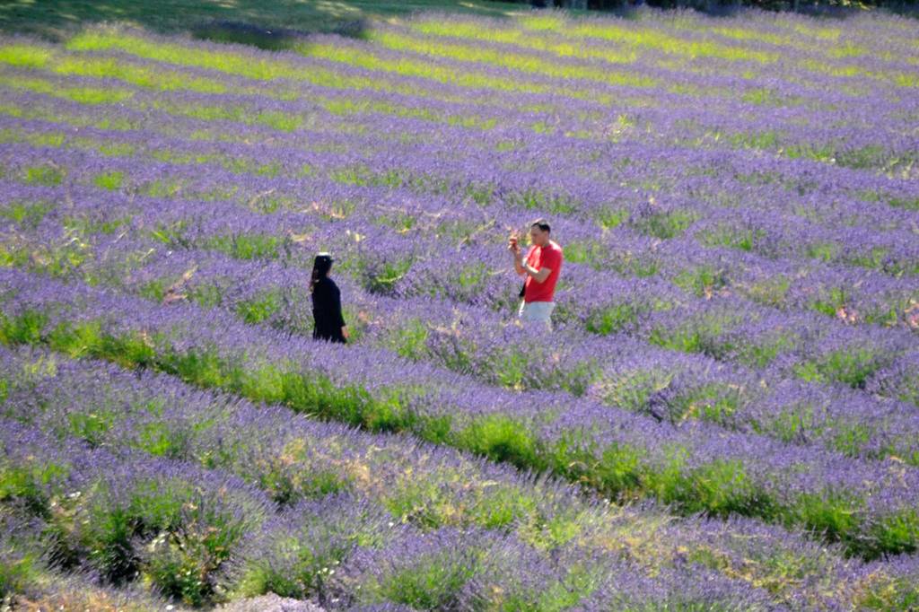 Yuqiao Zhou stands for a photo for her husband John Huyser in the lavender fields of Graysmarsh on July 17. The Lacey couple said it was their first time to lavender farms and it felt like they were in France. Sequim Gazette photo by Matthew Nash