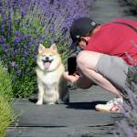 Jason Patterson of Tacoma lines up a shot of his dog Beaujo (<a href="http://instagram.com/Beaujobaby" target="_blank">@Beaujobaby</a>) for their Instagram page at Lavender Connection. Patterson and his wife Lauren document their 11-year-old dogs adventures on hikes and more as a way to explore and promote Washington. Patterson said it was amazing to visit here and they were happy to find lavender pet products at the farm, too. Sequim Gazette photo by Matthew Nash