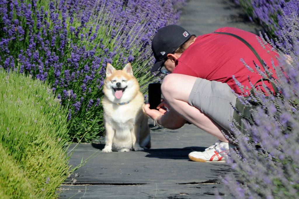 Jason Patterson of Tacoma lines up a shot of his dog Beaujo (<a href="http://instagram.com/Beaujobaby" target="_blank">@Beaujobaby</a>) for their Instagram page at Lavender Connection. Patterson and his wife Lauren document their 11-year-old dogs adventures on hikes and more as a way to explore and promote Washington. Patterson said it was amazing to visit here and they were happy to find lavender pet products at the farm, too. Sequim Gazette photo by Matthew Nash