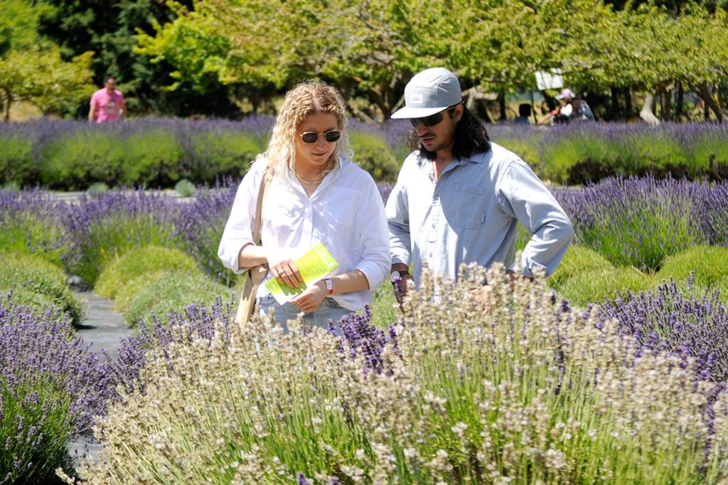 Anne McGarvey and Ian Garcia of Seattle admire some lavender at Fleurish of Lost Mountain on July 18 as part of their trek for the first time to the Olympic Peninsula. Garcia said they heard mid-July was the time to come and they visited multiple farms on Sunday. Sequim Gazette photo by Matthew Nash